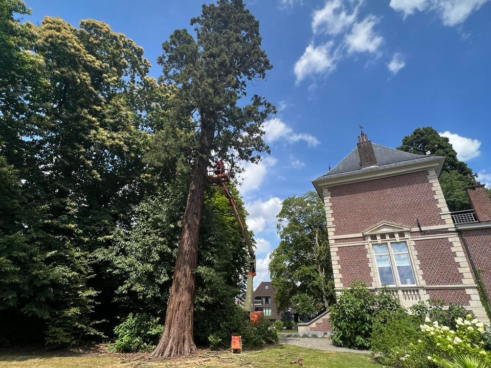 Tree Monkeys Boomverzorging