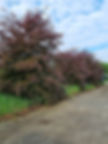 bomen snoeien voor