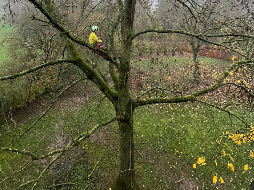 Tree Monkeys Boomverzorging