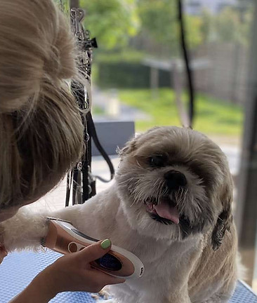 Scheren haar hond