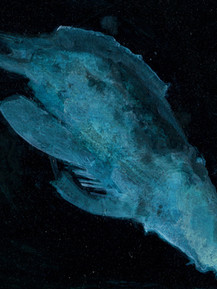 C.S.09.0424 - Hans Defer