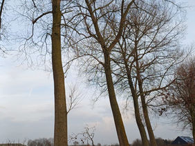Bosbouw Gunter De Bruyn