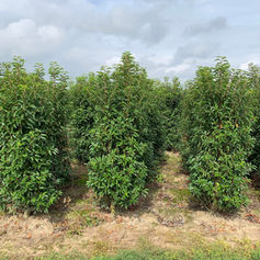 Boomkwekerij Bauwens Bv