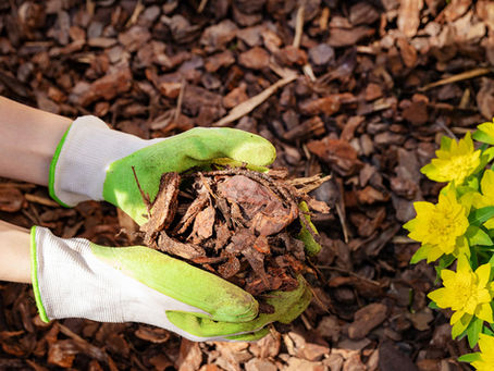 Quel est l'intérêt des écorces décoratives dans votre jardin ?
