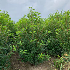 Boomkwekerij Bauwens Bv