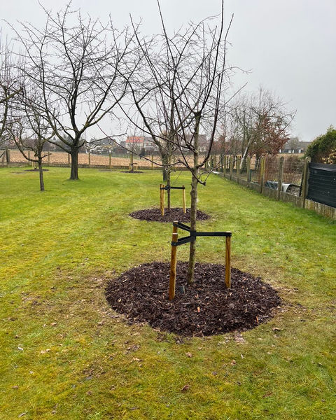 Tree Monkeys Boomverzorging