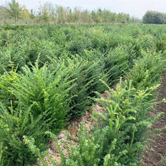 Boomkwekerij Bauwens Bv