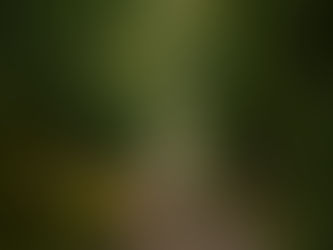 dirt pathway through dense greenery