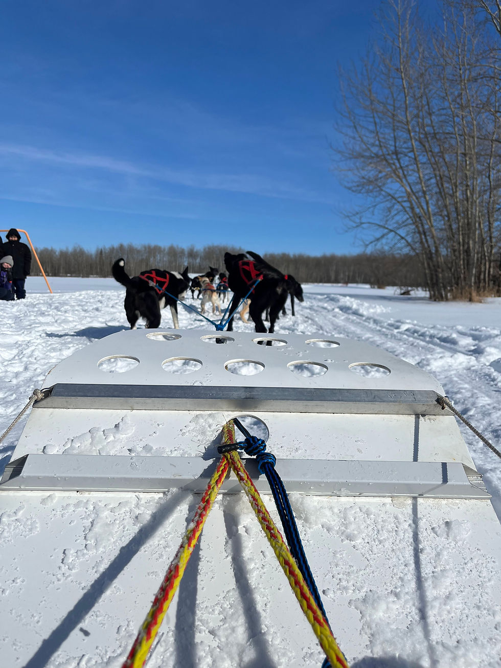 Dog Sledding 2023