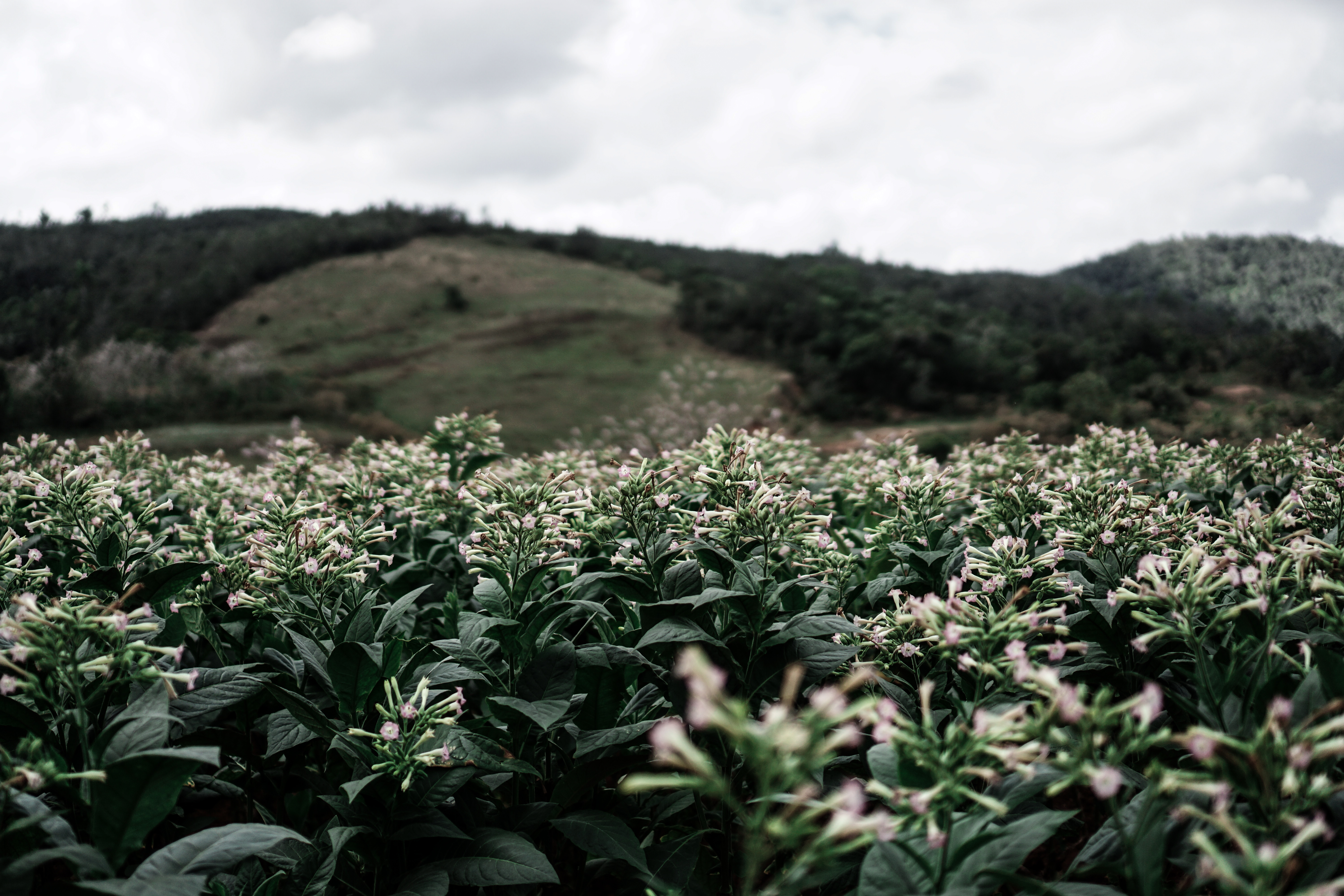CUBA: Viñales