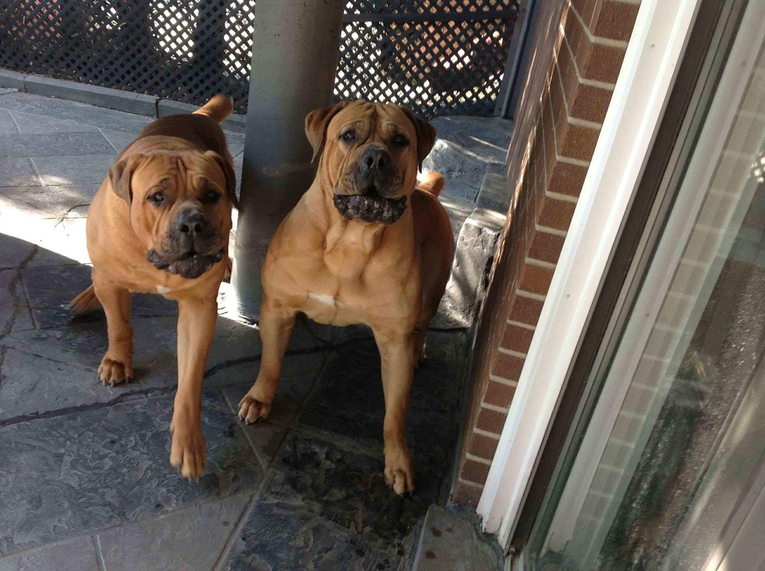 dulux puppy for sale