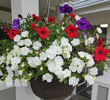 Hanging Flower Basket