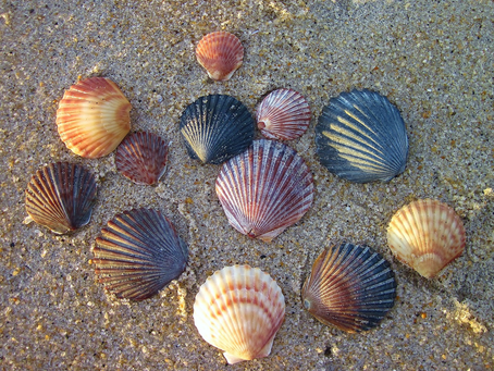 Meet the Different Types of Scallops Around the World