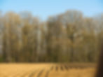 Farmland_trees