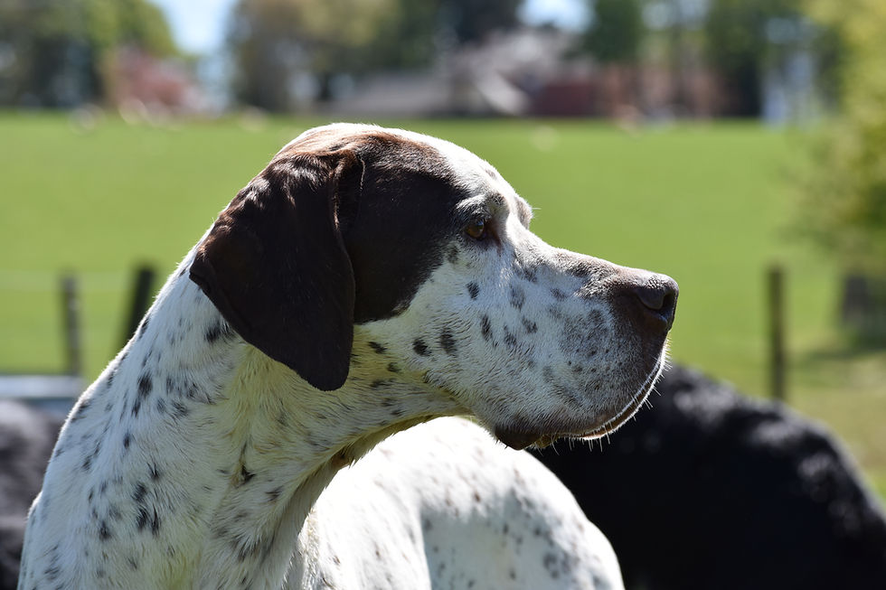 Face the Pointer