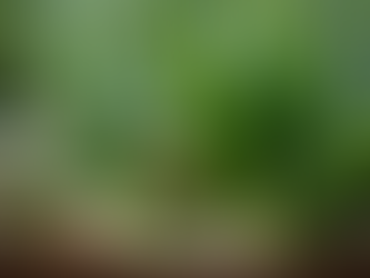 Your Guide to Foraging: Using Wild Bite