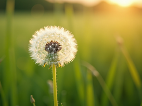 Discover Edible Plants with Wild Bite App