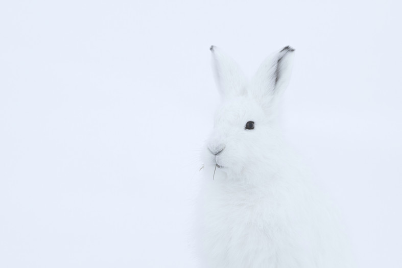 Arctic hare (Lepus arcticus) on Ellesmere Island