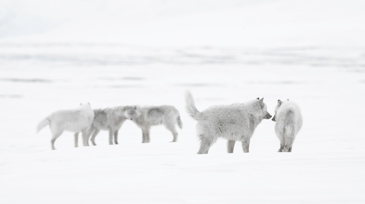 Arctic wolves in white-out, Ellesmere Island