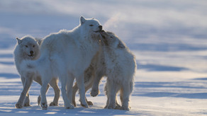Arctic wolf pups begging the Alpha male for food