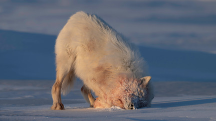 Arctic wolf (Canis lupus arctos) cleaning off frozen blood in the ice