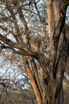 Nagarhole 19-8.jpg