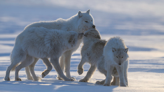 Arctic wolf pups begging the Alpha male for food