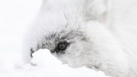 Arctic wolf in white-out, Ellesmere Island