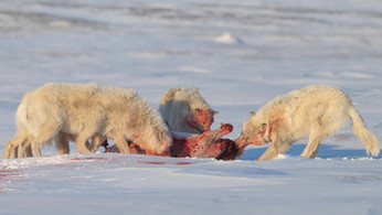 Arctic wolves (Canis lupus arctos) hunting and killing ringed seal  ringed seal (Pusa hispida) on Eureka Sound, Ellesmere Island