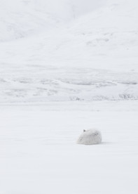 Arctic wolf in white-out, Ellesmere Island