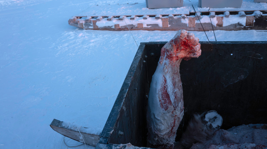 The frozen, skinned forearm of a polar bear (Ursus maritimus)