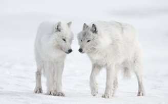 Arctic wolves (Canis lupus arctos) on Ellesmere Island