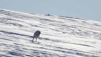 Arctic wolf (Canis lupus arctos) hunting for Nearctic collared lemming (Dicrostonyx groenlandicus)