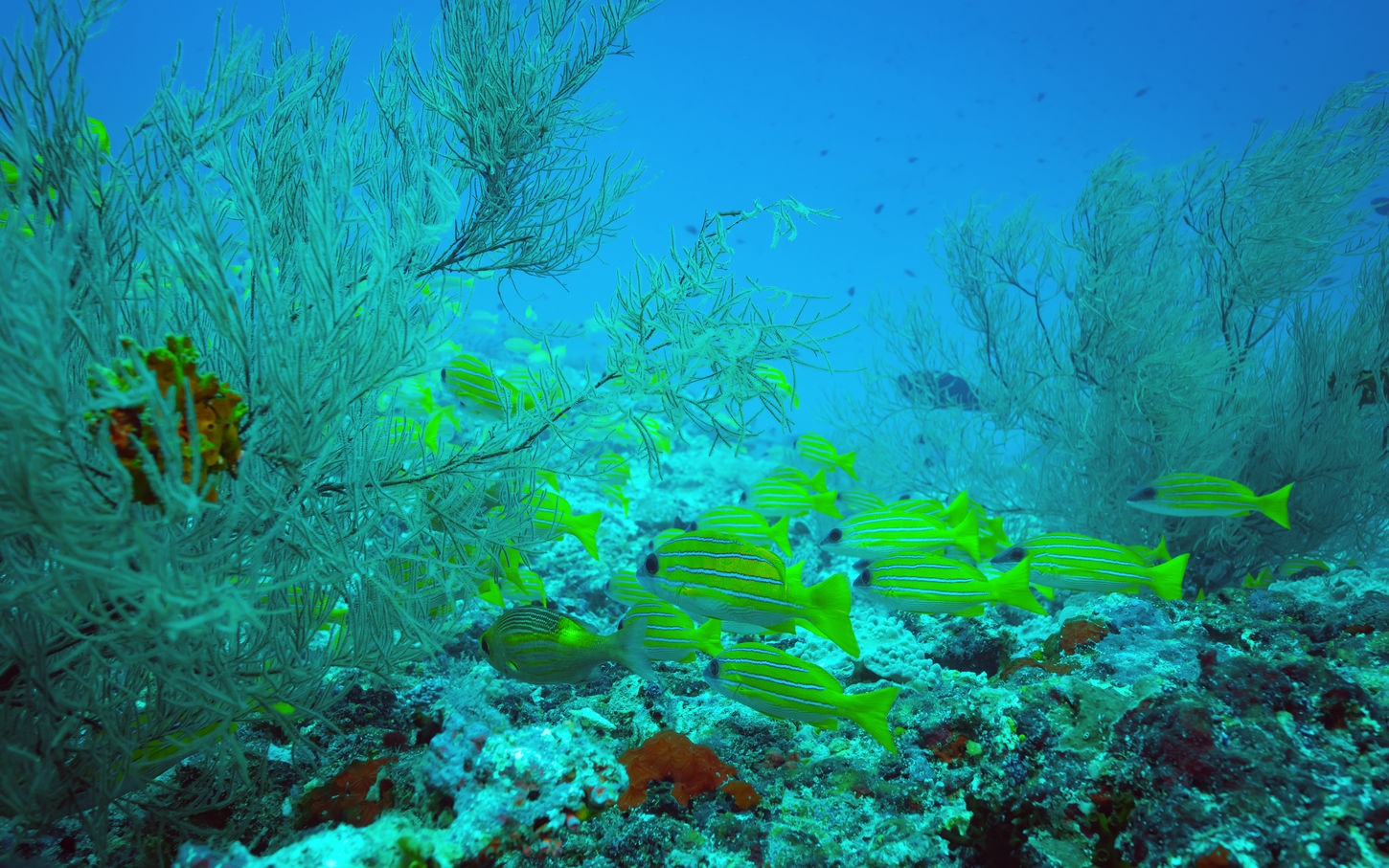 01 Maafushivaru (38).jpg
