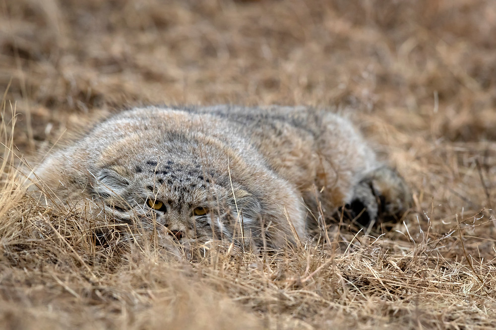 Pallas's cat