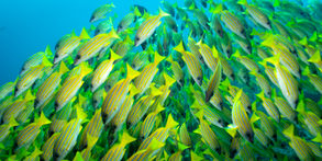 Maldives 21 10.jpg
