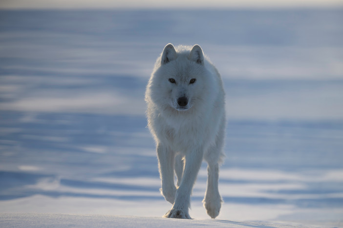 Arctic wolf (Canis lupus arctos) between Eureka Sound and Slidre Fiord