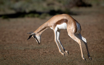 Springbok (Antidorcas marsupialis) pronking