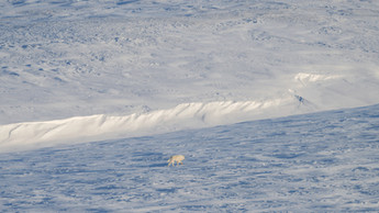 Arctic wolf (Canis lupus arctos) on patrol