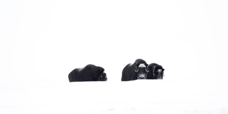 Muskoxen observing the Arctic wolves passing below