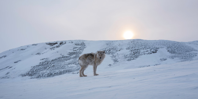 Arctic wolf pup