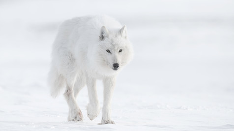 Arctic wolf (Canis lupus arctos) on Ellesmere Island