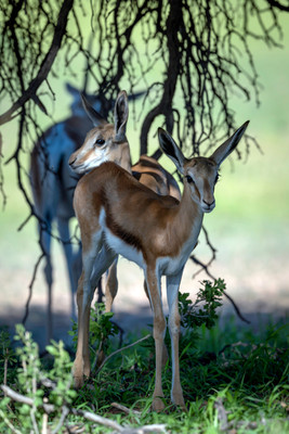 Springbok fawns in cover