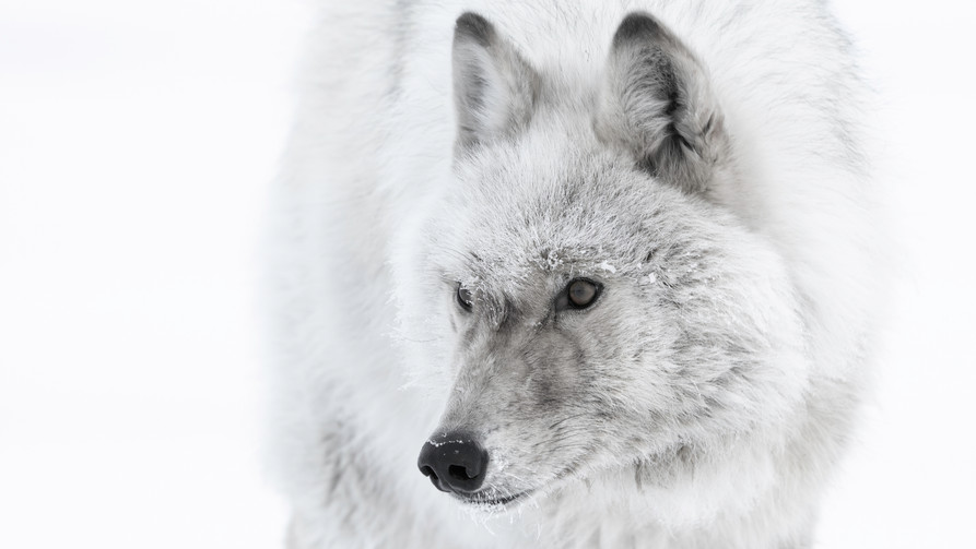 Arctic wolf in white-out, Ellesmere Island