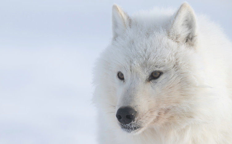 Arctic wolf (Canis lupus arctos) on Ellesmere Island