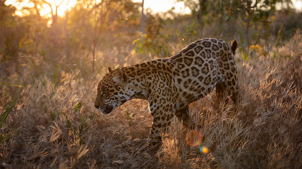 Backlit, handheld wide-angle photograph of a young male jaguar roaming
between IOP and Emas National Park, Brazil