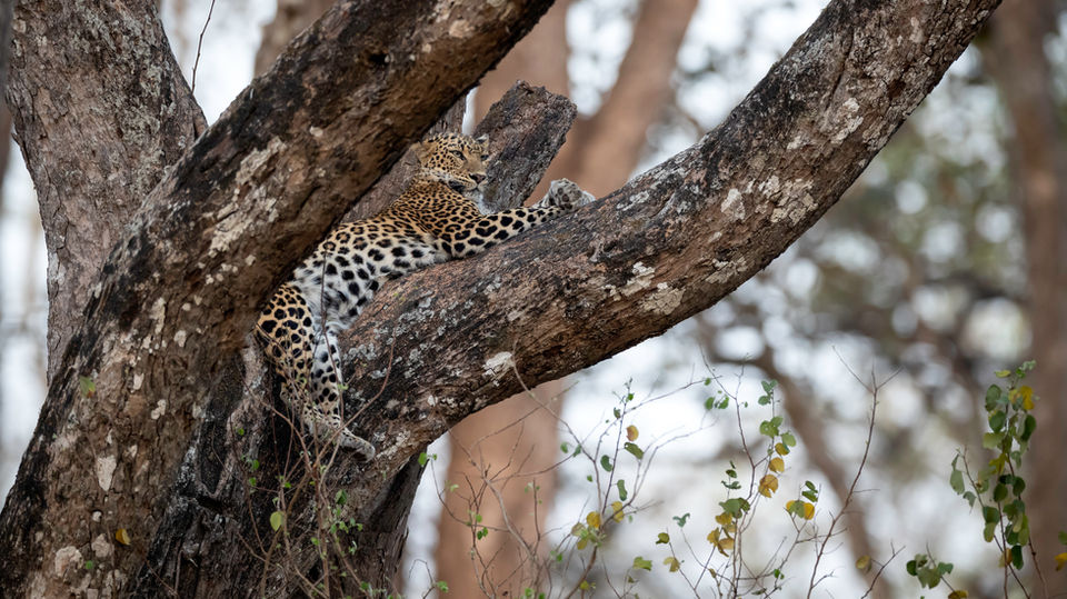 Nagarhole 19-9.jpg
