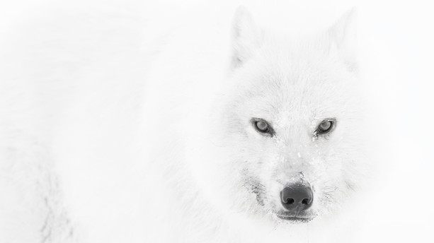 Arctic wolf in white-out, Ellesmere Island