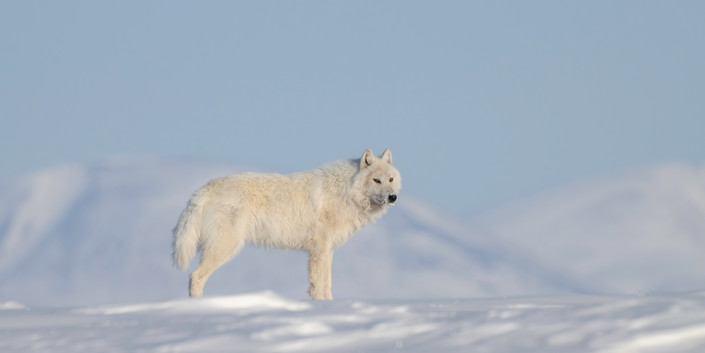 Arctic wolf (Canis lupus arctos) observing the landscape from a ridge, Eureka, Ellesmere Island