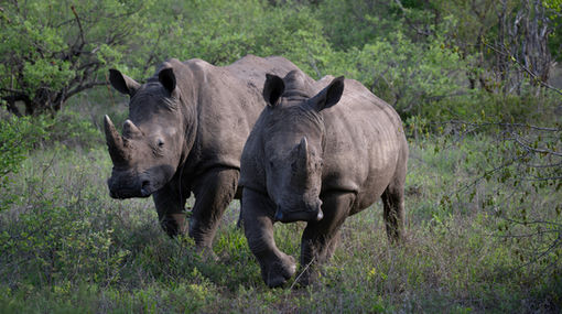 Southern white rhinoceros (Ceratotherium simum simum)